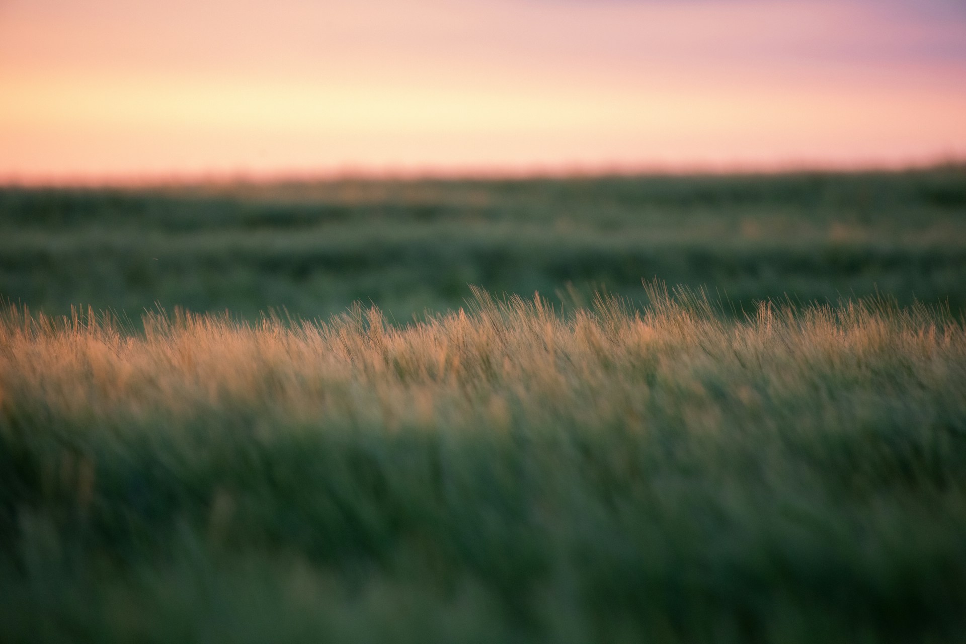 Grasveld in avondlicht